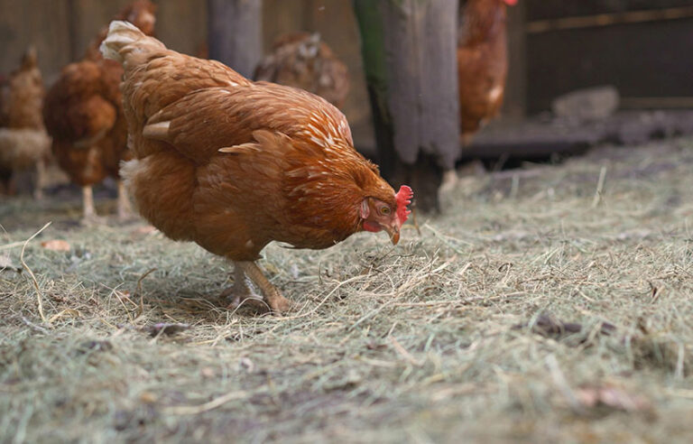 How to Choose the Best Bedding for Your Chickens | Nutrena Animal Feeds