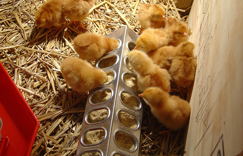 Downy baby chickens eating from a chick feeder in well-lit brooder on straw bedding