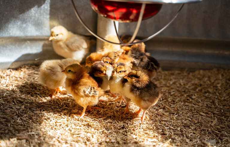 chicks in an aluminum brooder under a lamp with natural, fine bedding of wood shavings