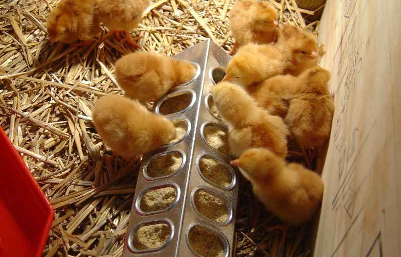 chicks eating feed