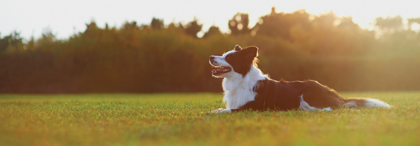 dog on a grassy field