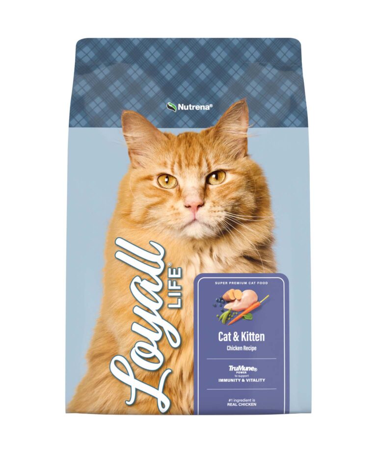 cat and kitten chicken recipe