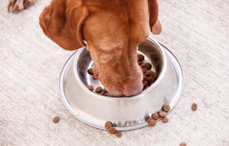 dog eating food