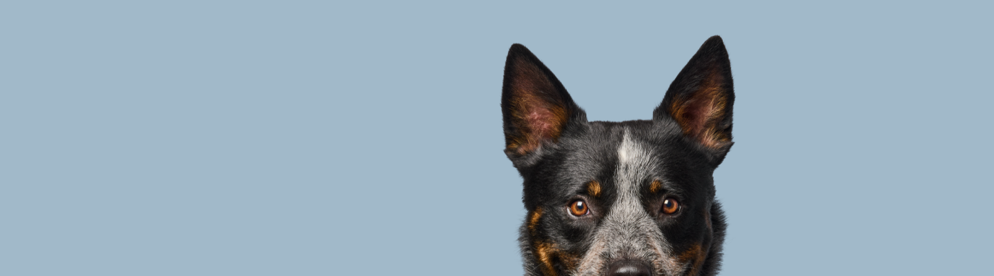 dog eyes