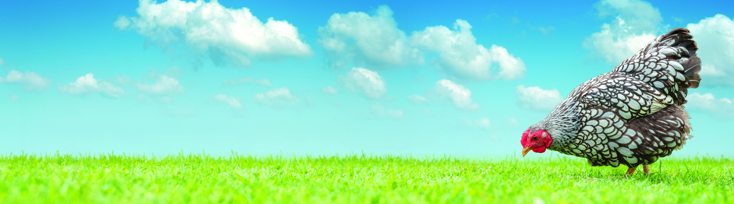 chicken on grass next to sky