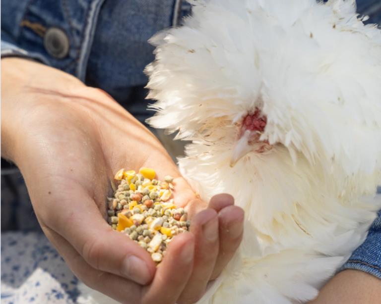 silkie chicken eating treats
