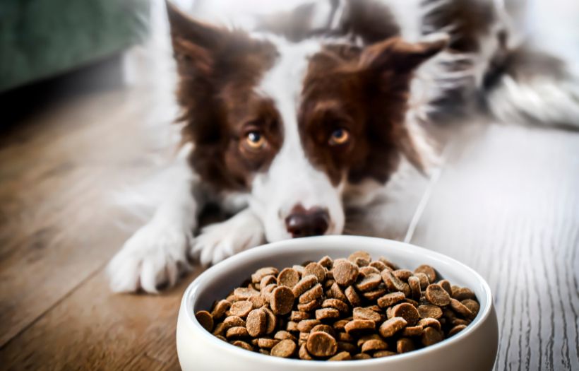 Dry Dog Food