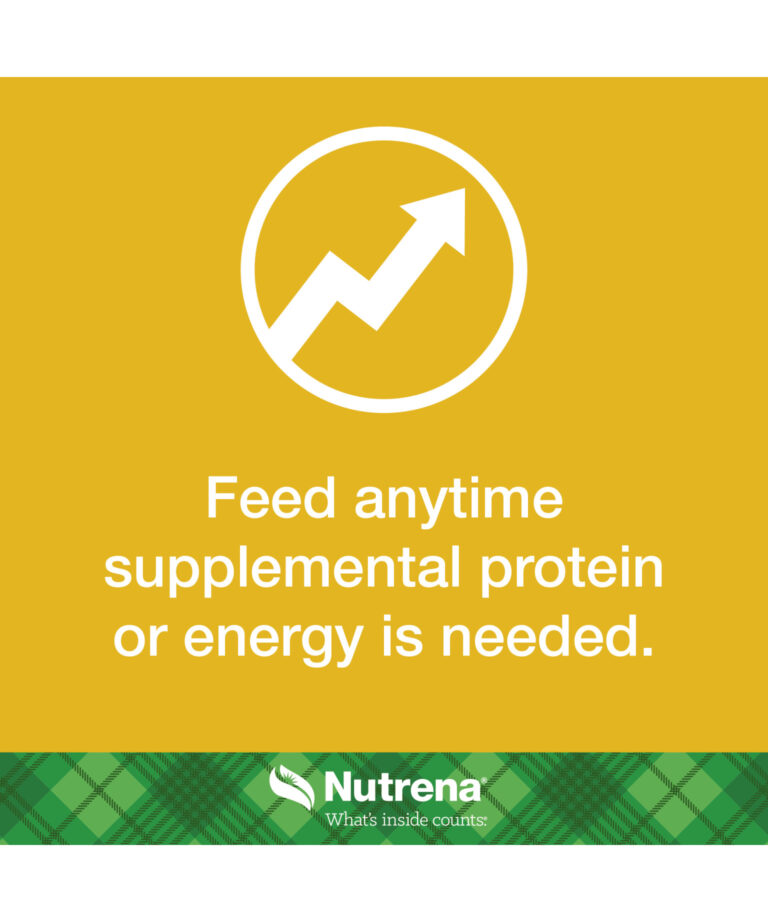 Feed anytime
