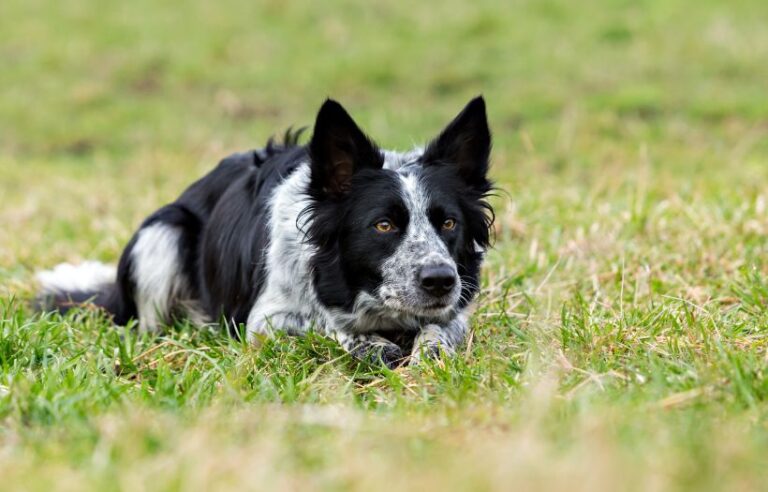 Nutrition for Working Farm Dogs who love Nutrena dog food