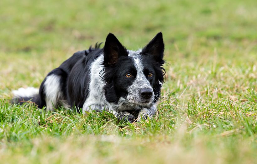 Working Farm Dogs
