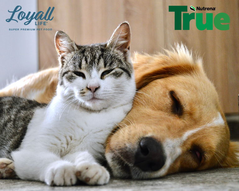 cat and dog snuggling
