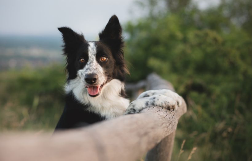 Border Collie