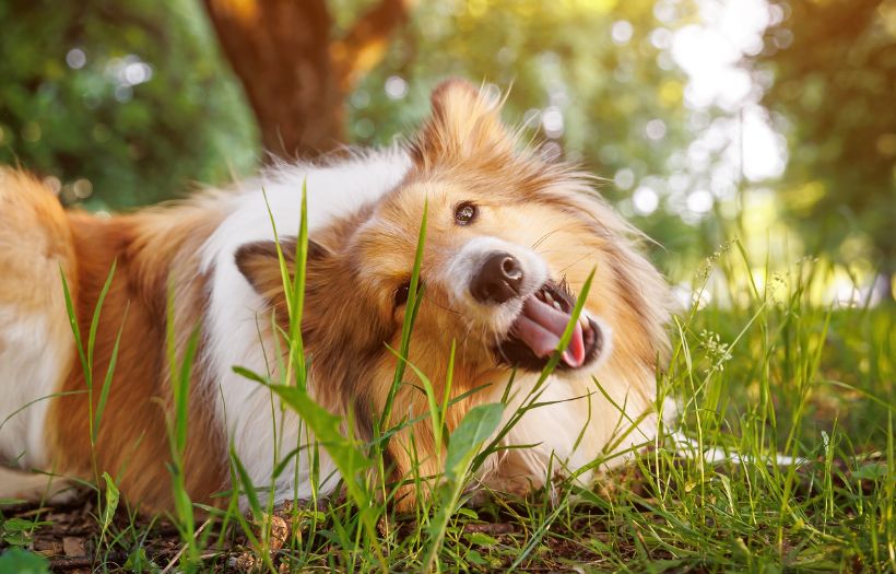 dog's upset stomach