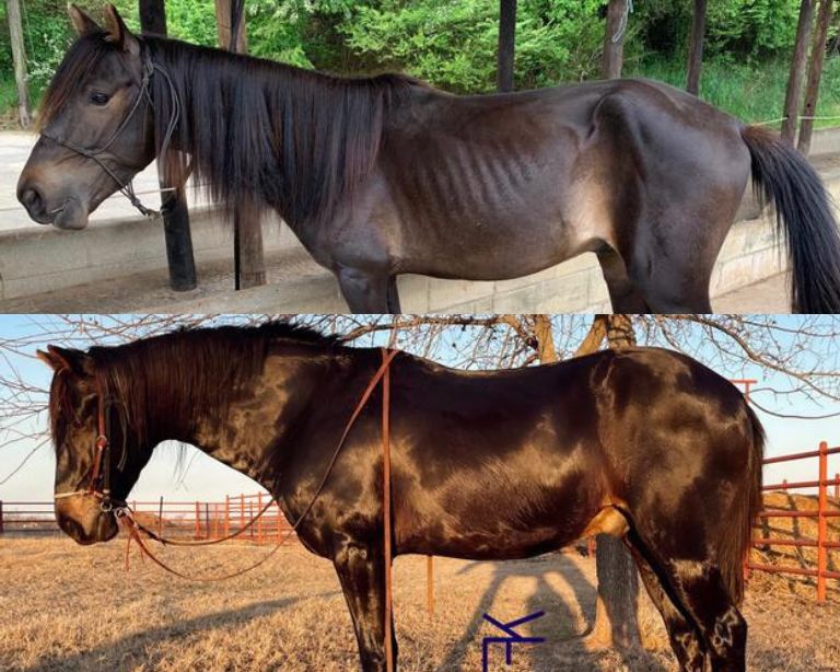 ProForce Horse Transformation