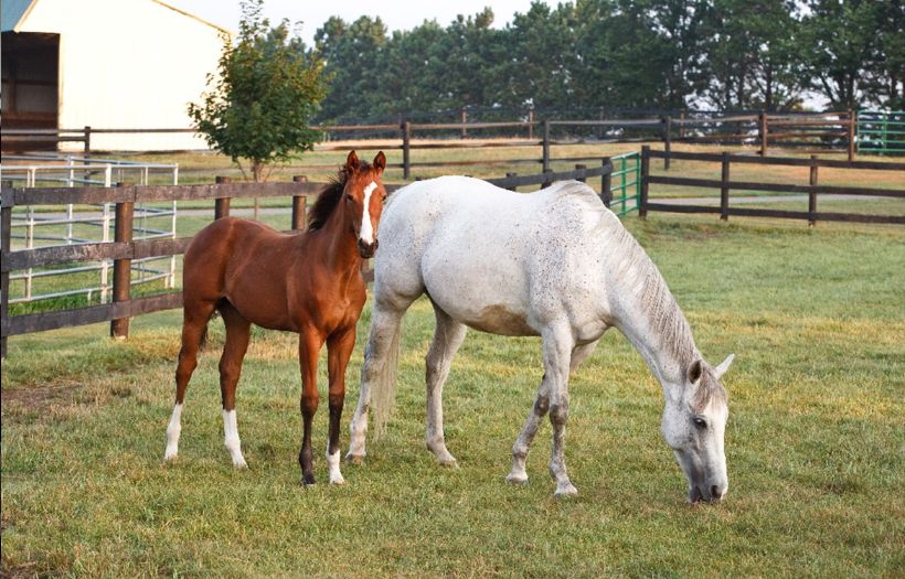 mare and foal feed
