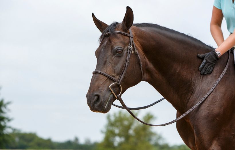 performance horse feed
