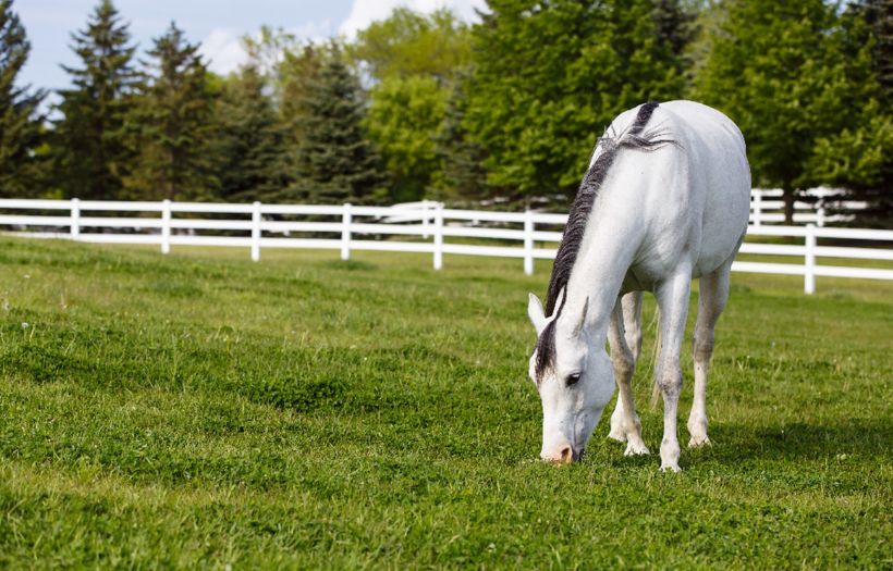 nutribloom advantage