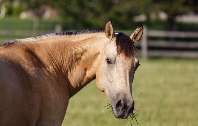 feed for easy keepers