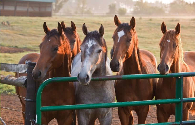 feed for multiple horses