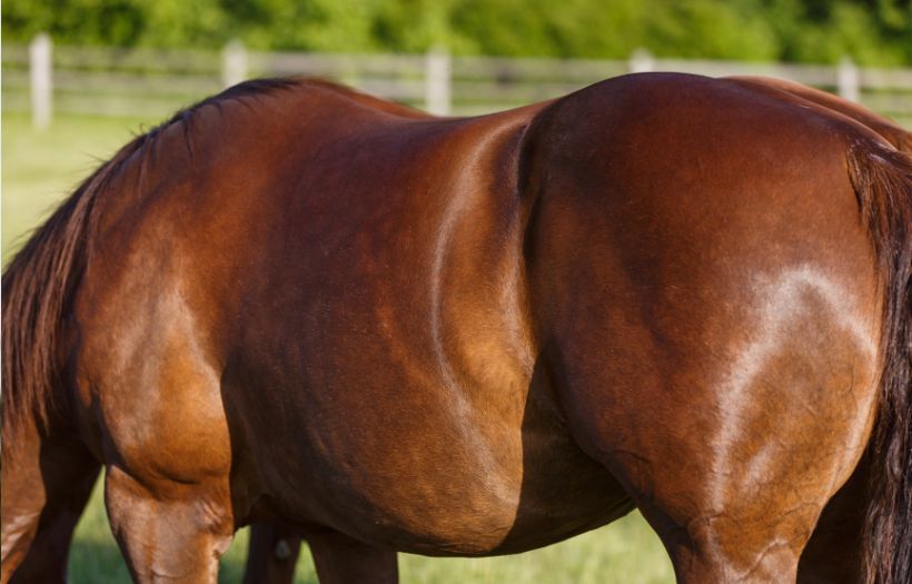 body of horse with strong topline