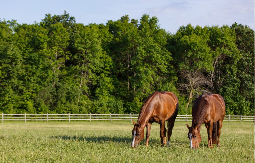 Two horses grazing in pasture, supported by Nutrena horse feed for gut and digestive health