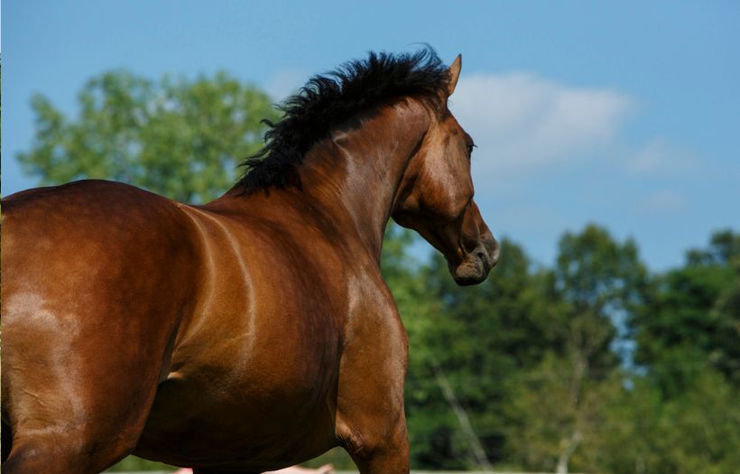 help a horse rebound