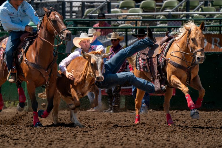 Horse team roping