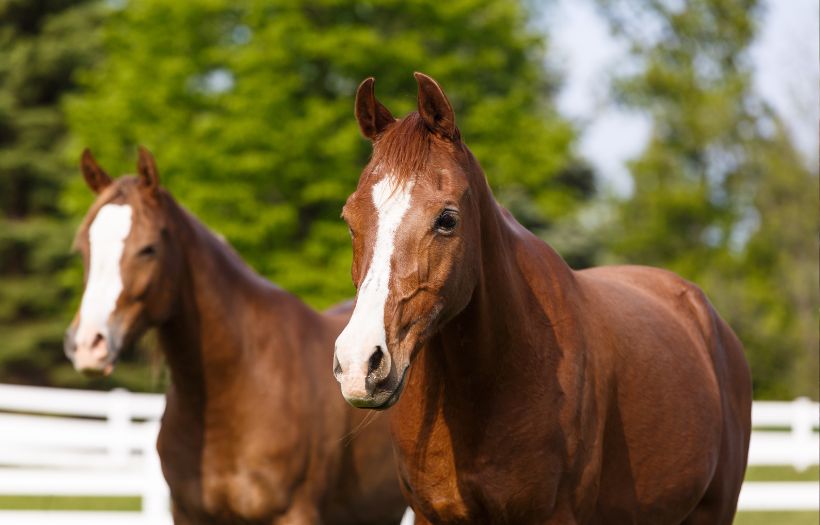 Senior Horses in Field
