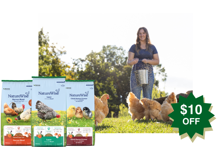 woman feeding laying hens nutrena naturewise poultry feeds