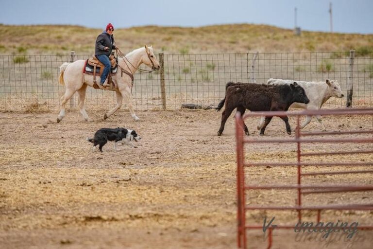 Dog with horse and cow review