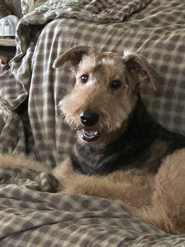 LL Lamb Meal and Brown Rice Review Dog