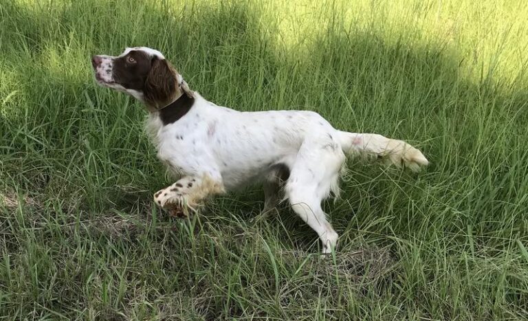 True professional setter dog