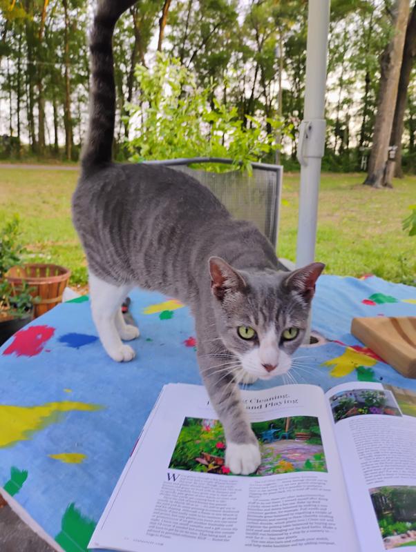 Gray cat on blanket