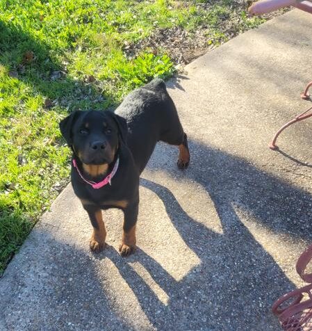 Rottweiler puppy review