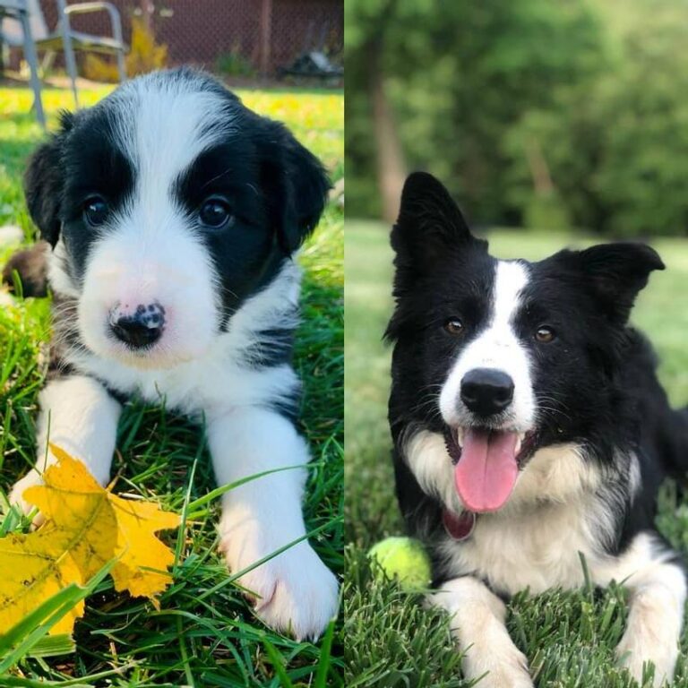 True active border collie