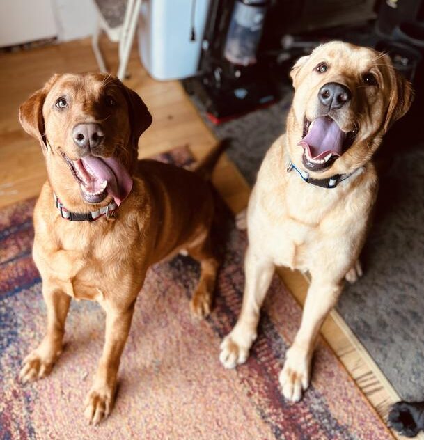 yellow dogs who have been fed Nutrena dog food