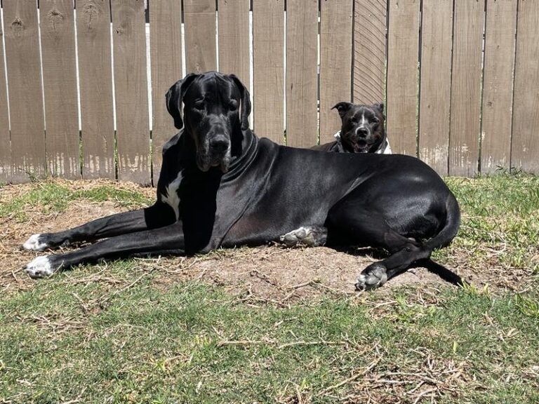 Large and small black dogs