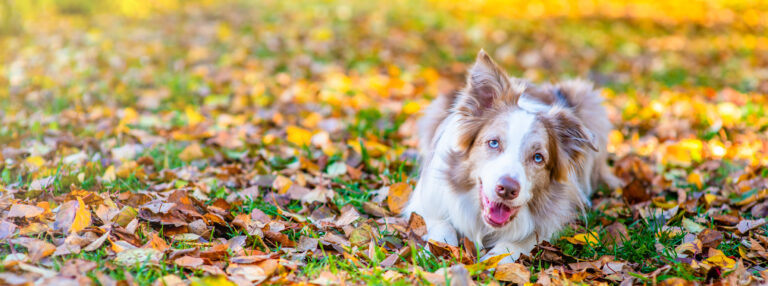 Border collie dog lying at autumn park looks at camera.