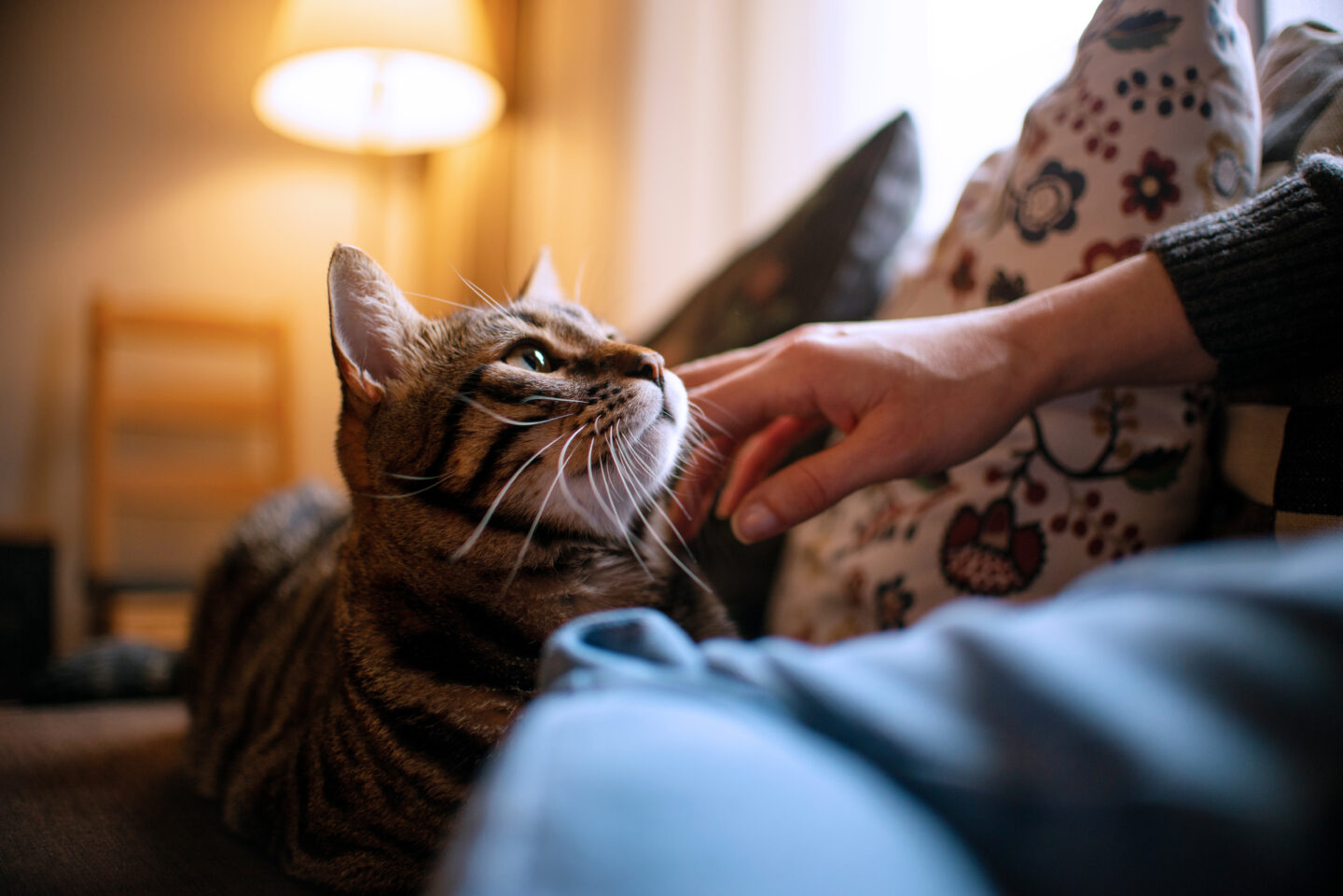 Cat looking at owner