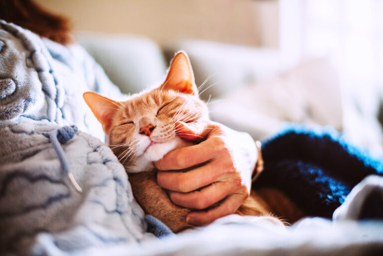 Orange cat being pet