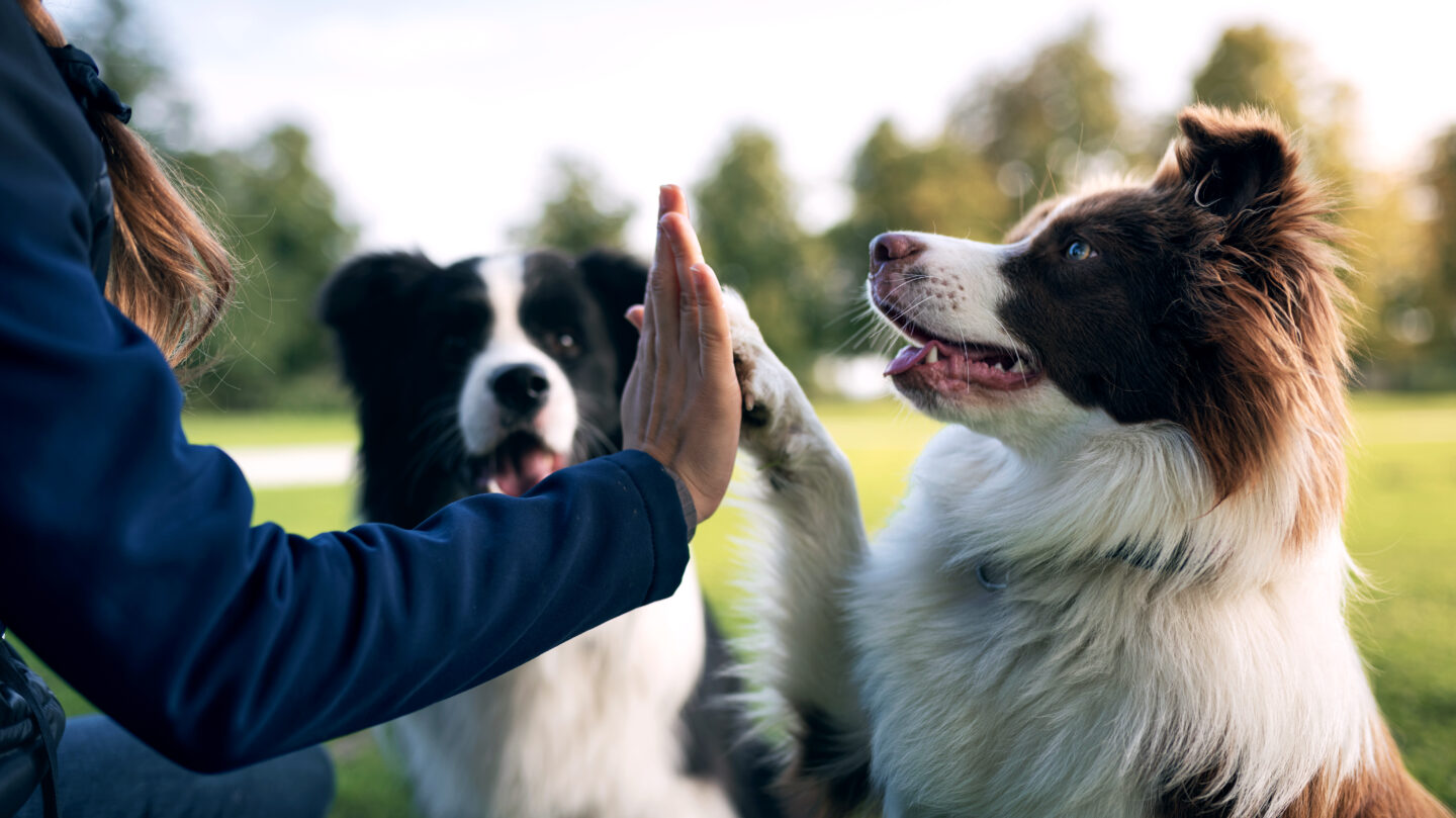 Border Collies with owner