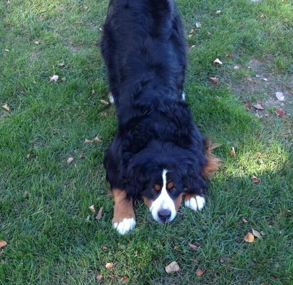 Bernese Mountain Dog in yard