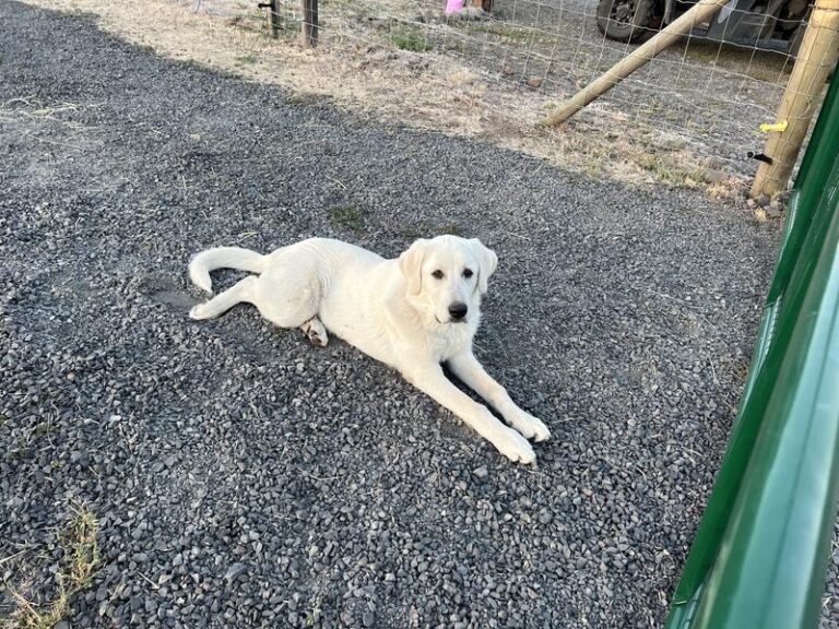 white large puppy on gravel