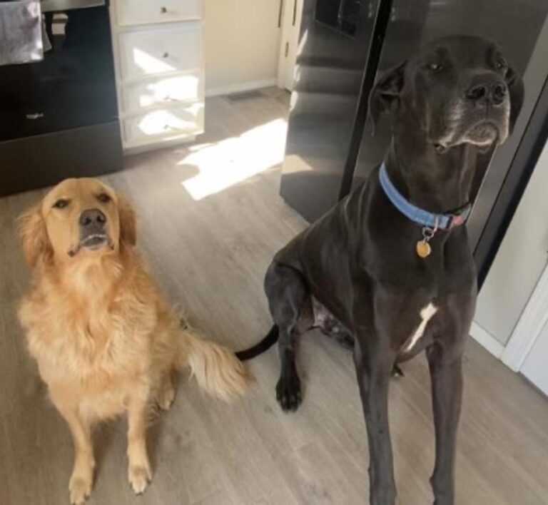 Two large breed dogs in house