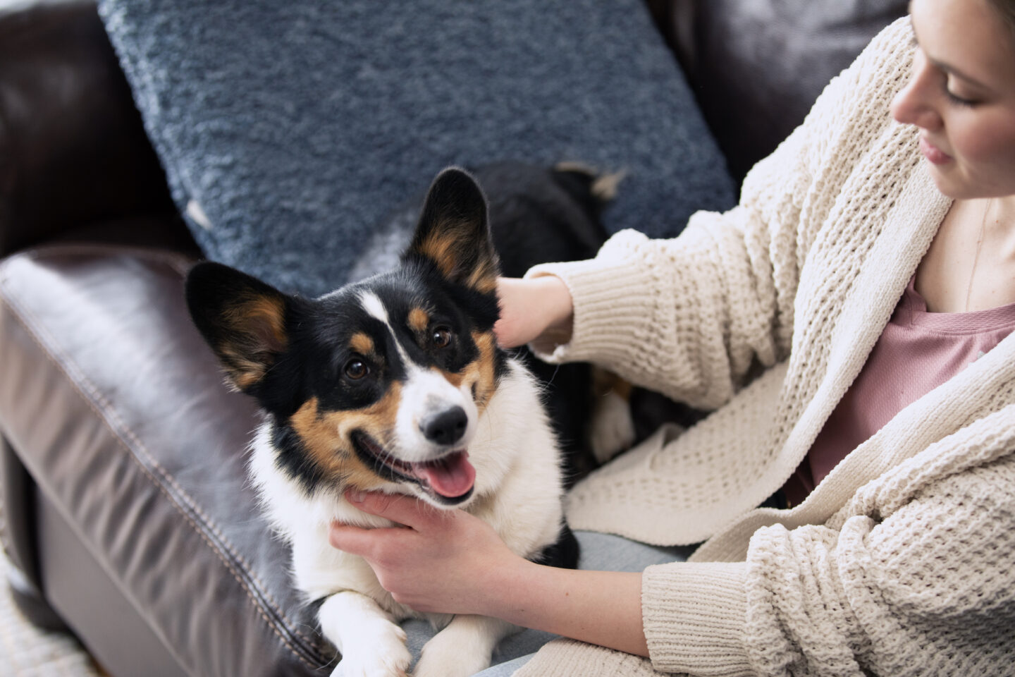 Corgi on Couch