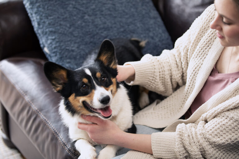 Corgi on Couch