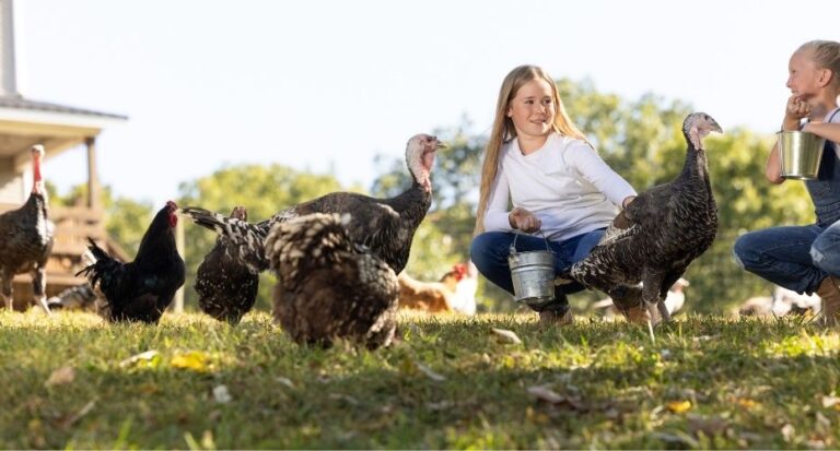 girls feeding mixed flock nutrena poultry feeds