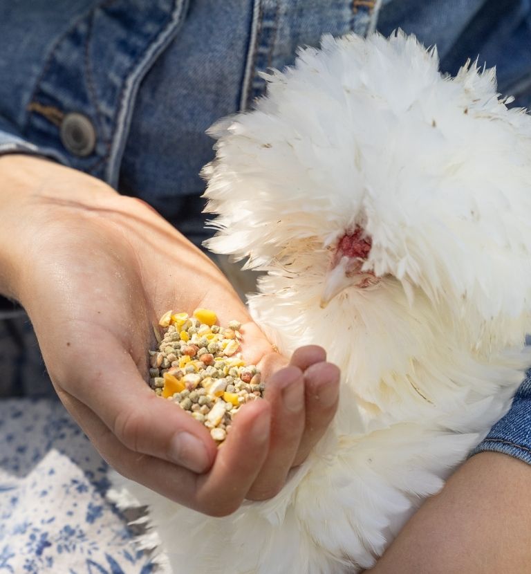 woman feeding nutrena naturewise tidbits treats to silkie layer