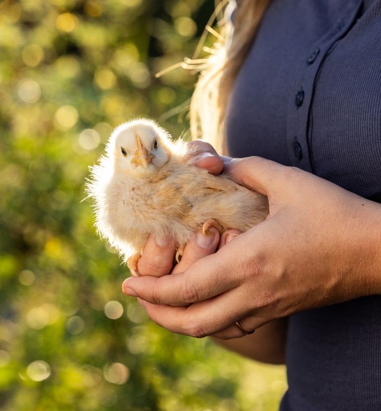 woman holding chick feeding nutrena poultry feeds