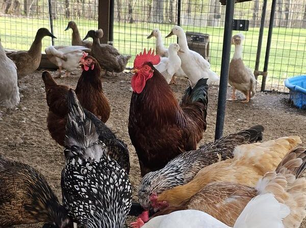 Nutrena All Flock Testimonial